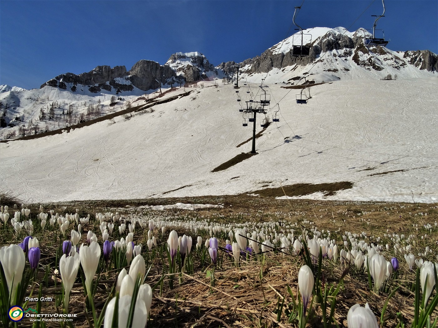 20 Distese di Zafferano maggiore (Crocus vernus) sui prati alla Baita del Camoscio.JPG